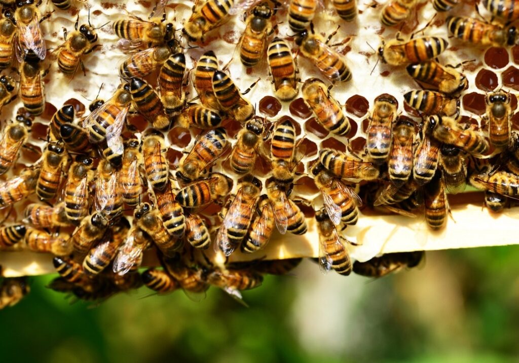 Kabackie pszczoły czerpią korzyści z pasieki uruchomionej przez warszawskie metro